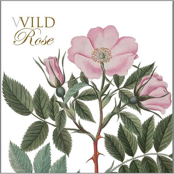 Square Cardfolder Wild Roses 8 Cards w/ Envelopes