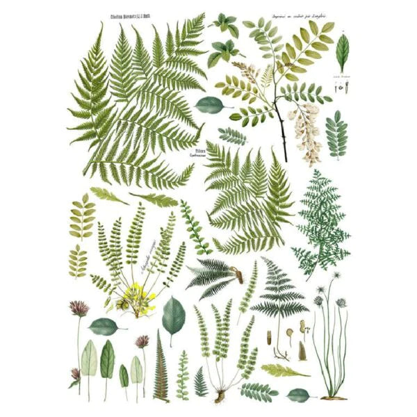 Frond Botanical