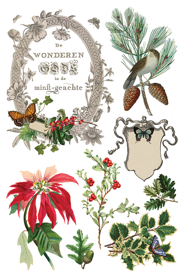 WInter Botanist Transfer