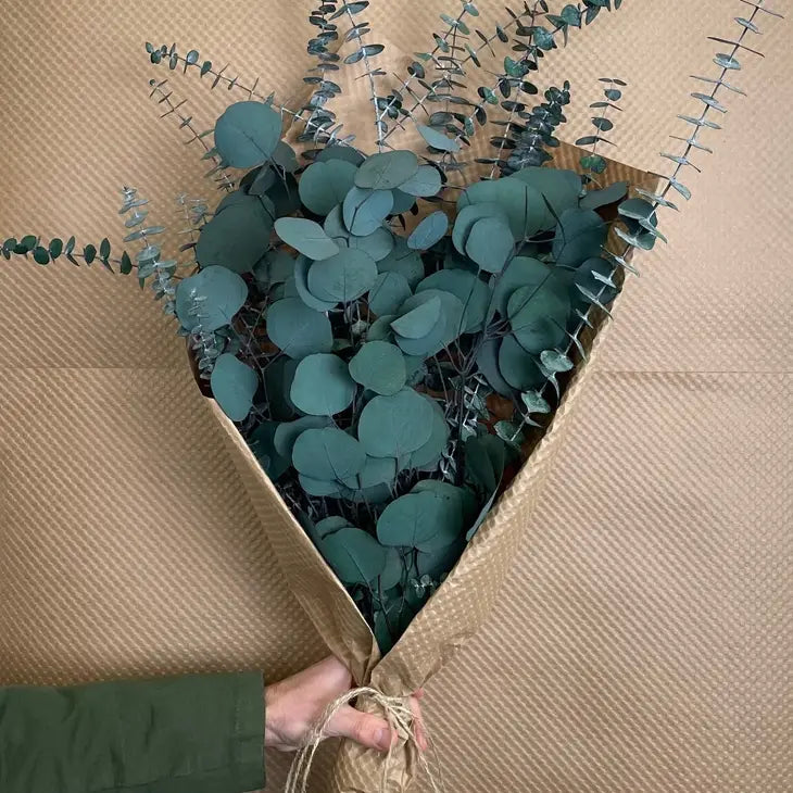 Silver Dollar & Baby Eucalyptus 8 Ounce Preserved Bundle