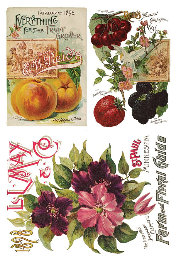 Decor Transfer - Seed Catalogue By IOD