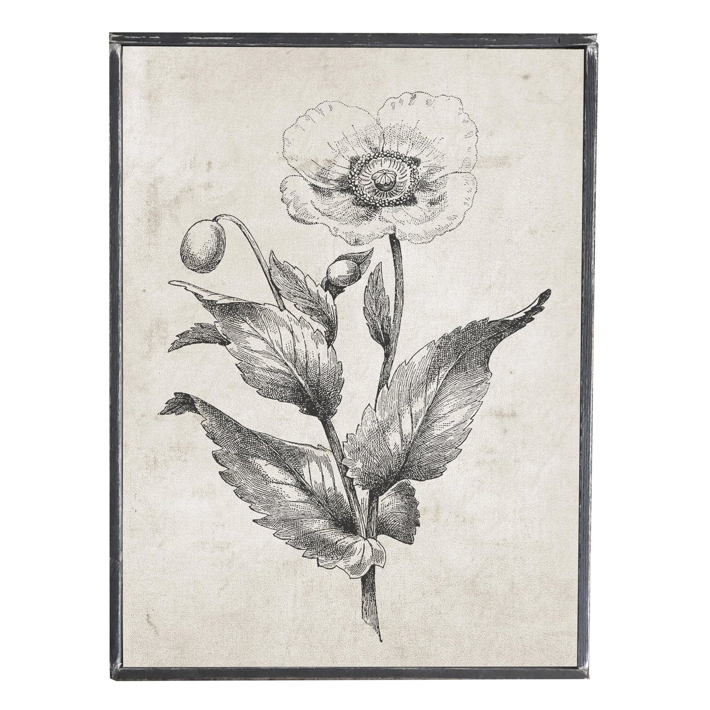 Vintage Black and White Print, Flower 1, Wall Decor