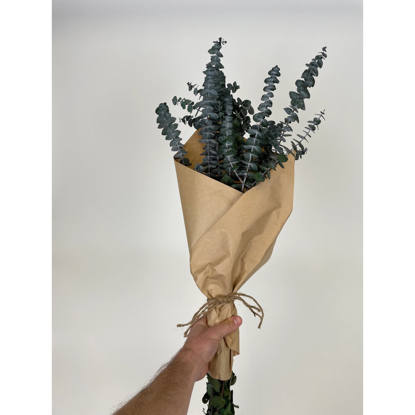 DRIED BUNDLE, 8 oz PRESERVED BABY EUCALYPTUS BUNDLE