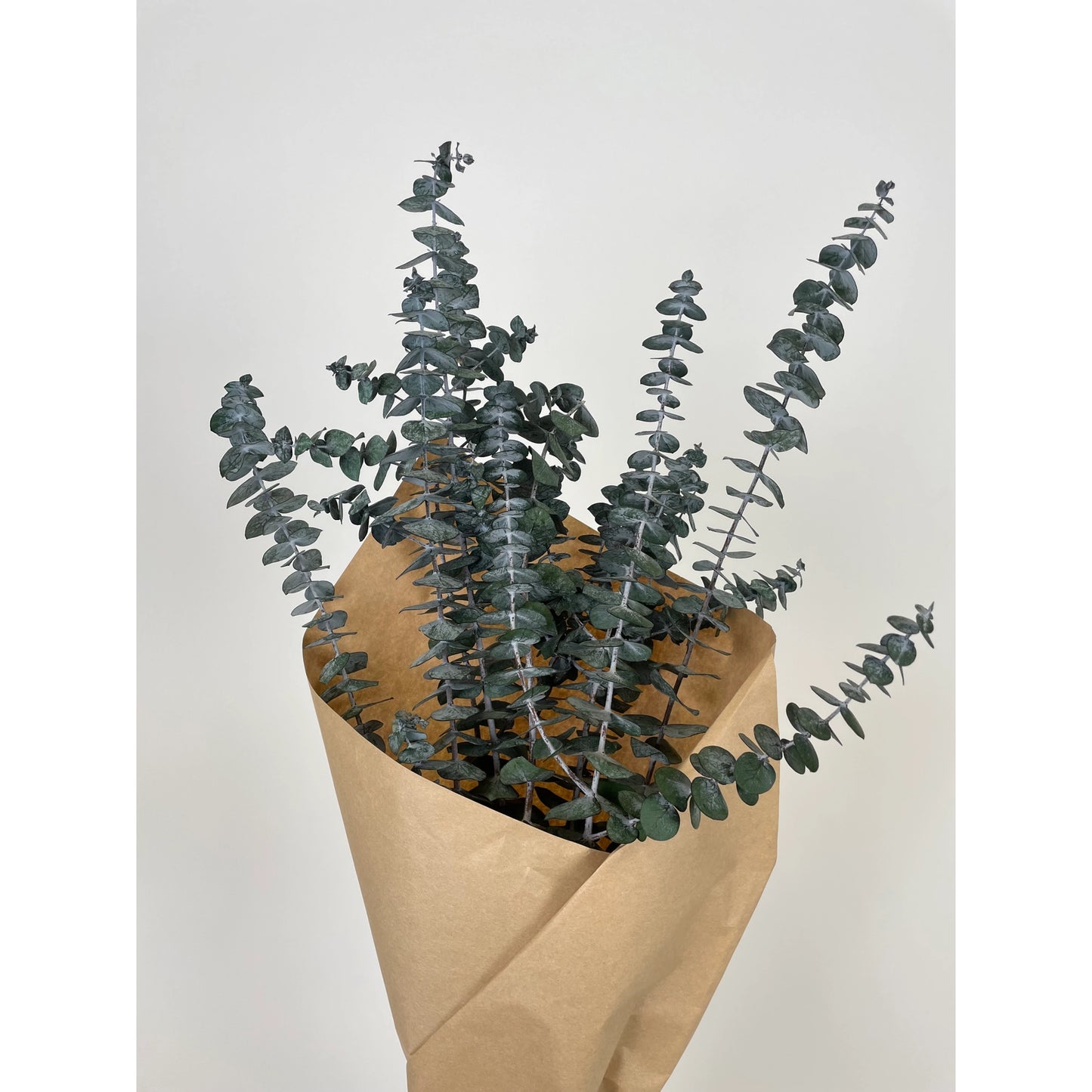 DRIED BUNDLE, 8 oz PRESERVED BABY EUCALYPTUS BUNDLE