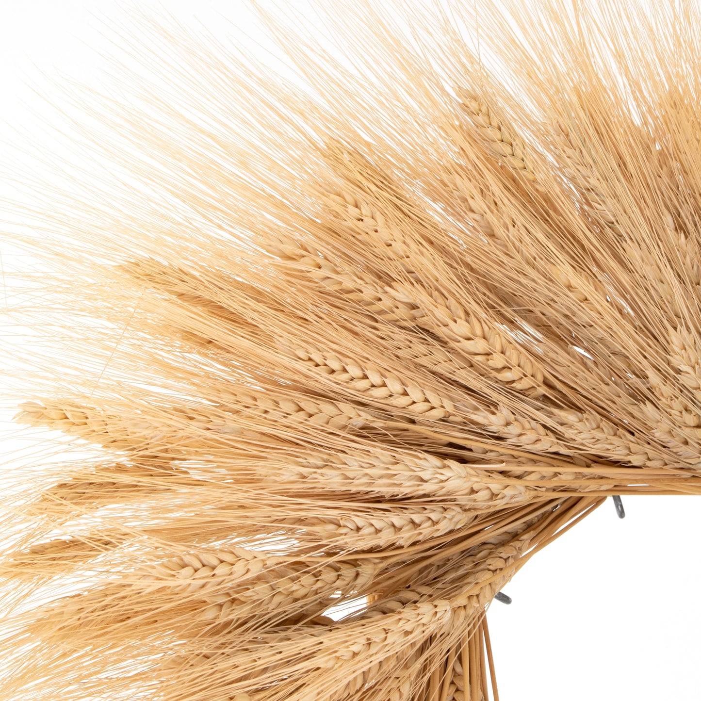 WREATH, 18" Dried Wheat Wreath