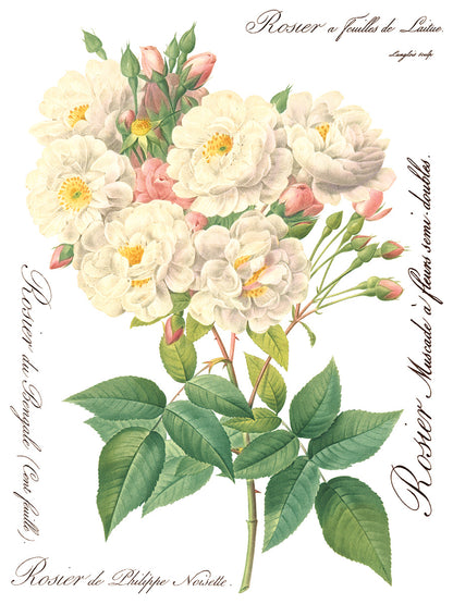 Rose Botanical