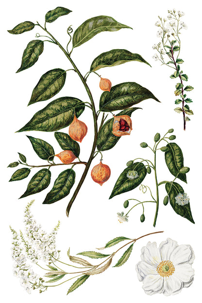 Sarah Featon's Botanicals Transfer