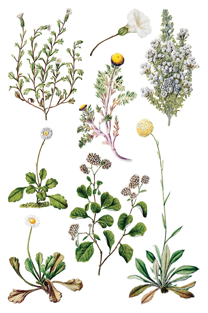 Sarah Featon's Botanicals Transfer
