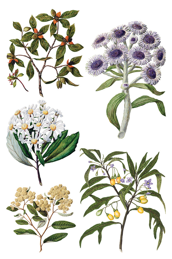 Sarah Featon's Botanicals Transfer