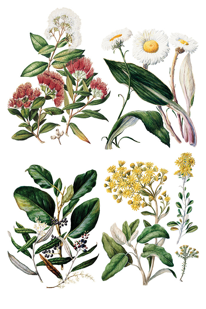 Sarah Featon's Botanicals Transfer