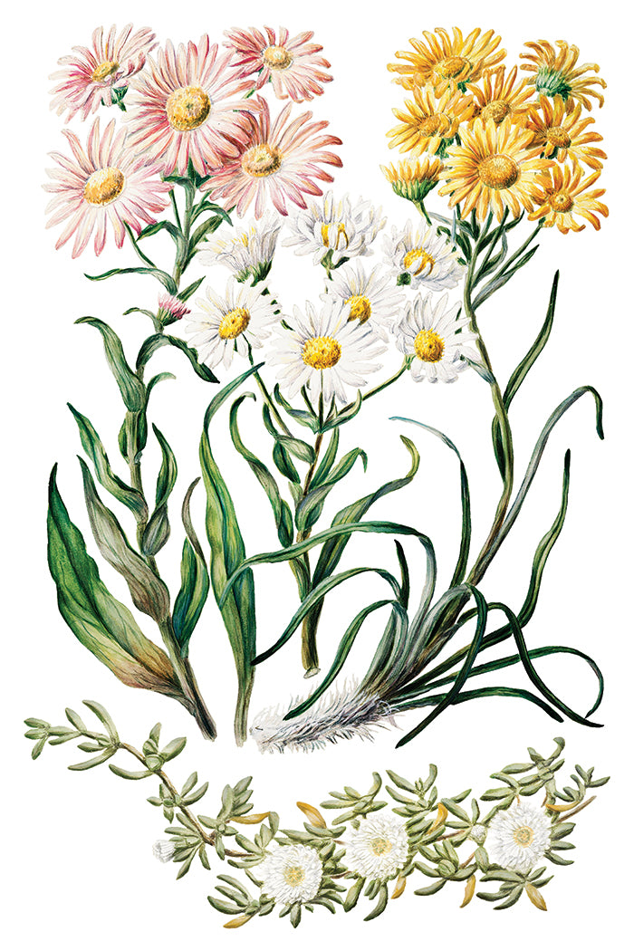 Sarah Featon's Botanicals Transfer