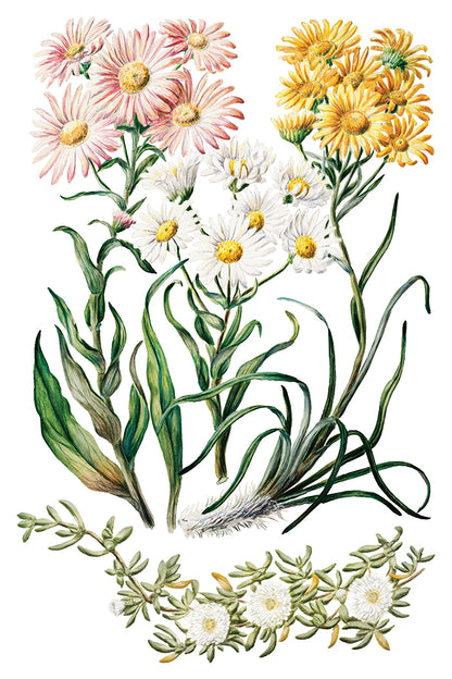 Sarah Featon's Botanicals Transfer