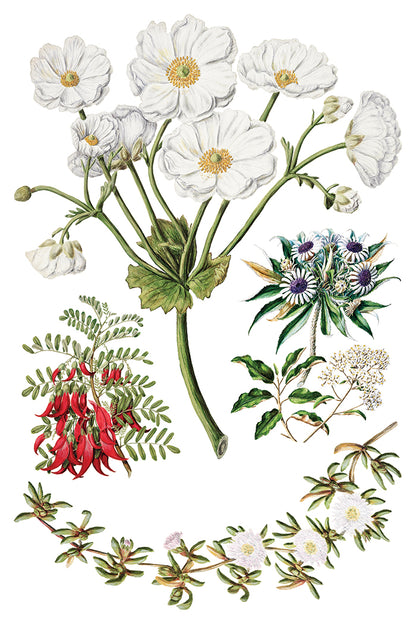 Sarah Featon's Botanicals Transfer