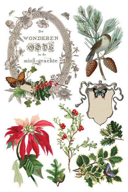 WInter Botanist Transfer