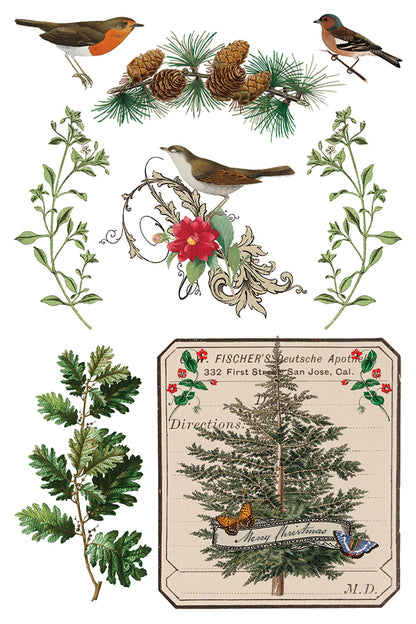WInter Botanist Transfer