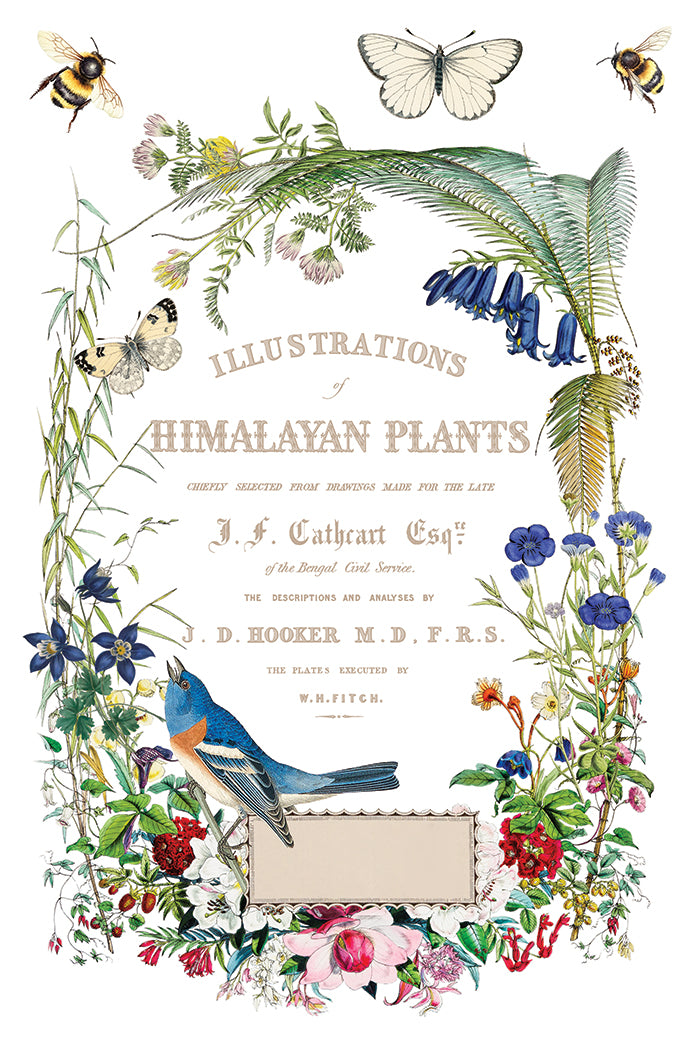 IOD Decor Transfer - Flora Greca