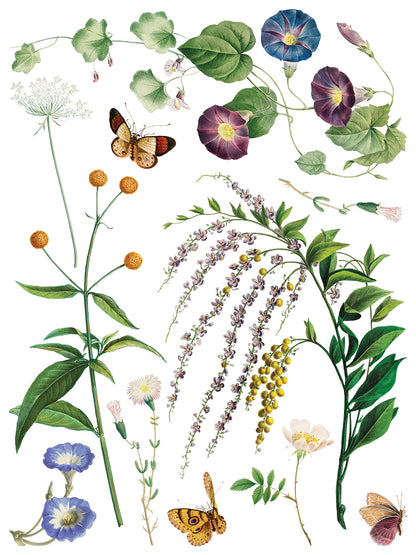 IOD Decor Transfer - Marché des Fleurs