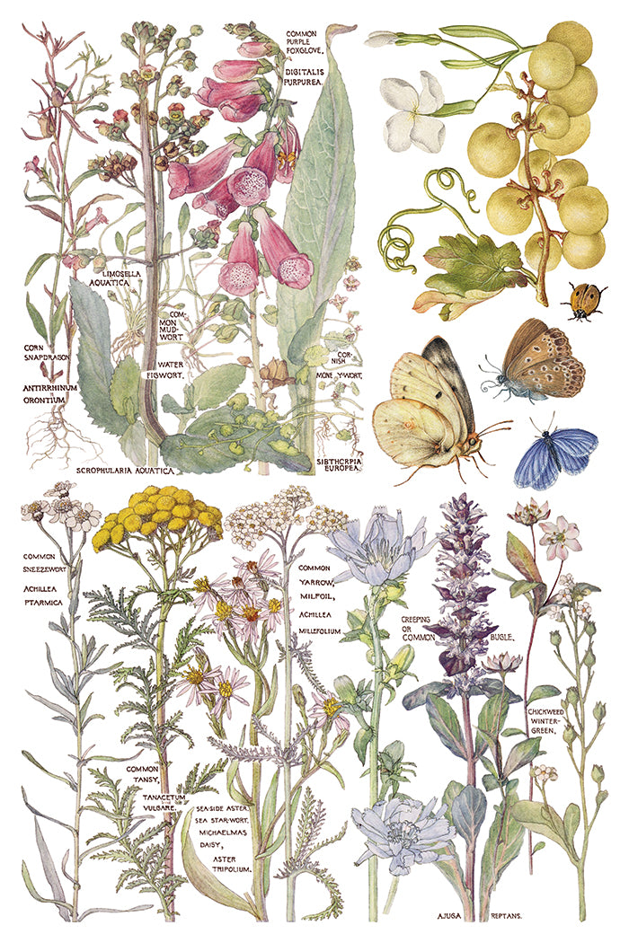 IOD Decor Transfer - Primrose Isle