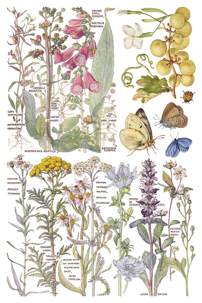 IOD Decor Transfer - Primrose Isle