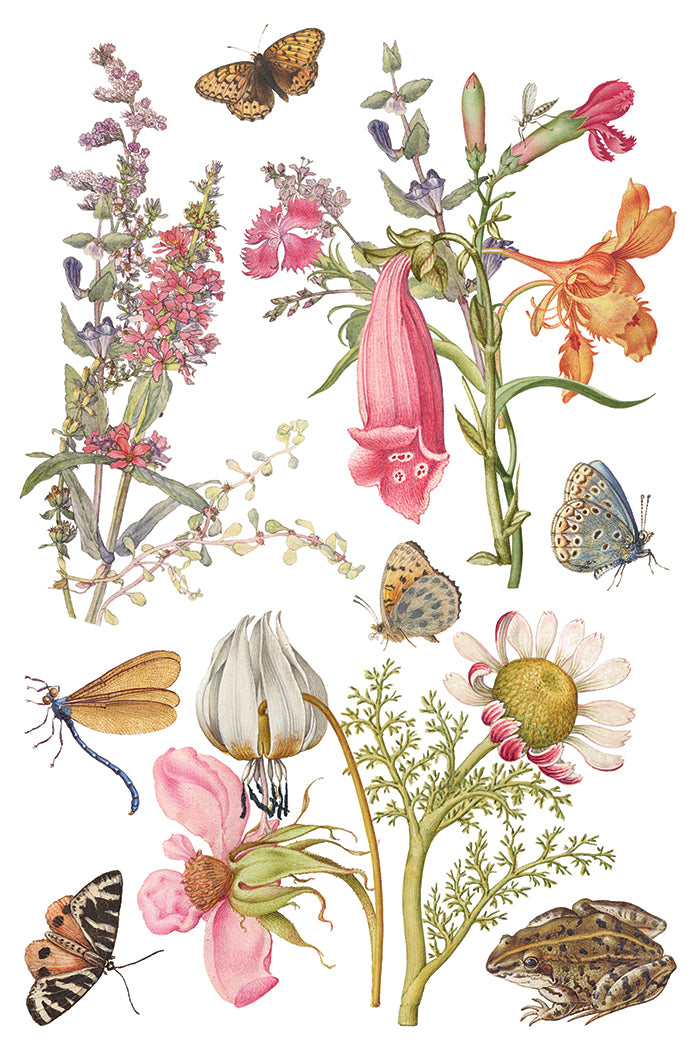 IOD Decor Transfer - Primrose Isle