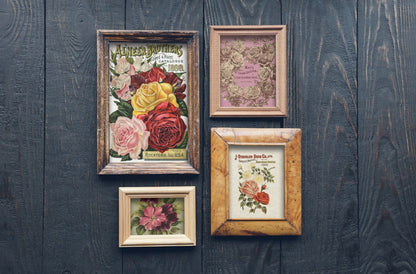 Decor Transfer - Seed Catalogue By IOD