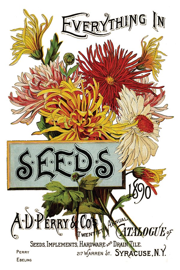 Decor Transfer - Seed Catalogue By IOD