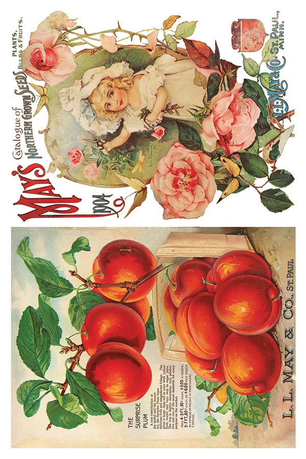 Seed Catalogue