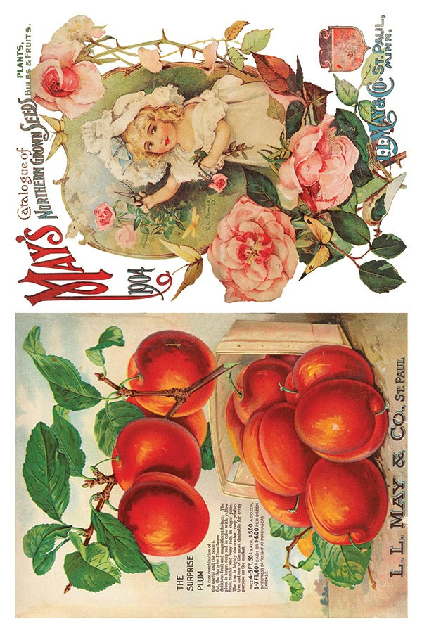 Decor Transfer - Seed Catalogue By IOD