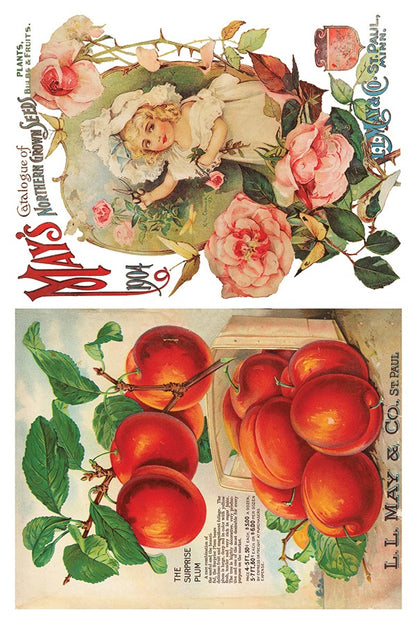 Seed Catalogue