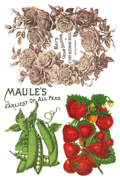Seed Catalogue