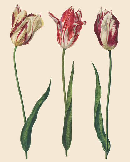 RHS DECOUPAGE PAPER DUTCH TULIPS