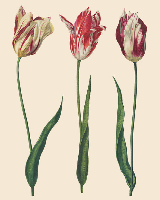 RHS DECOUPAGE PAPER DUTCH TULIPS