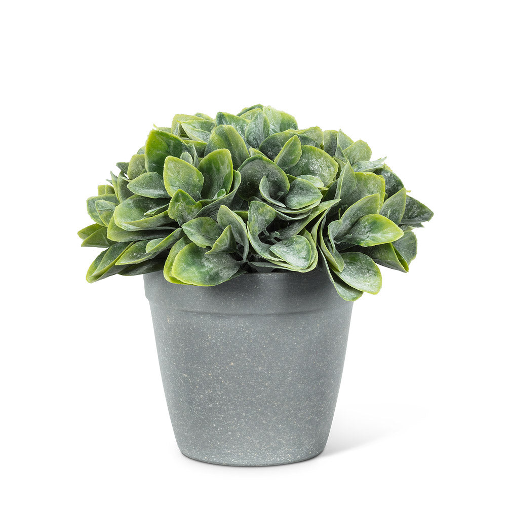 Spade Leaf Plant Pot