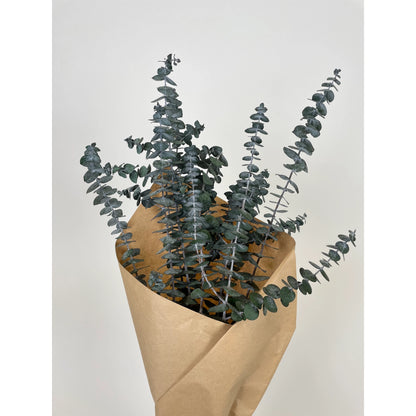 DRIED BUNDLE, 8 oz PRESERVED BABY EUCALYPTUS BUNDLE