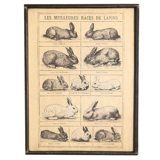 Vintage Print, French Bunny Chart, Wall Decor